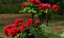 红牡丹经典句子