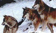 耗子钻风箱歇后语