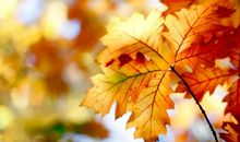 写秋叶的比喻句