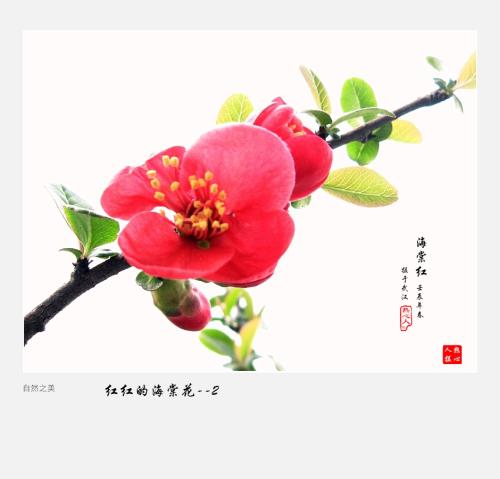 秋海棠花的比喻句