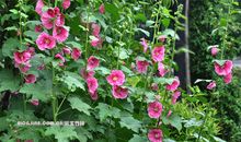 鲜花开放的比喻句