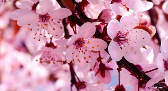 描述玫瑰花朵的寓言句子