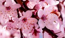 描写月季花比喻句