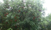 杨梅树的比喻句