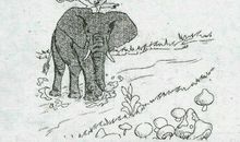 用大象写比喻句