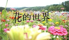 形容玫瑰花比喻句