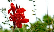 美人蕉的比喻句