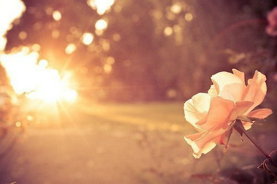 人生情感句子的简短图片：热爱生活的人，生活也爱他