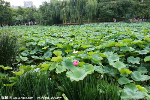 描述荷叶的比喻句