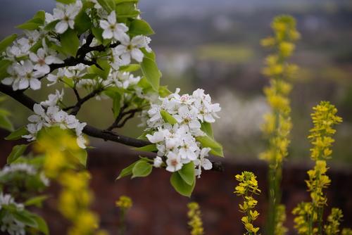 梨花的拟人化句子