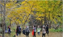 黄叶飘落比喻句