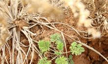 小草发芽的比喻句