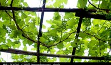 葡萄架上挂葡萄歇后语