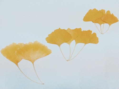 银杏叶拟人化句子