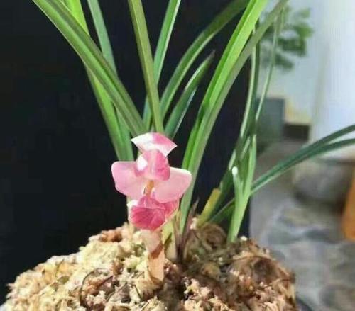 凤仙花的比喻句