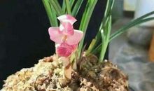 凤仙花的比喻句