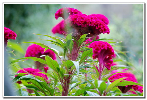鸡冠花拟人化句子