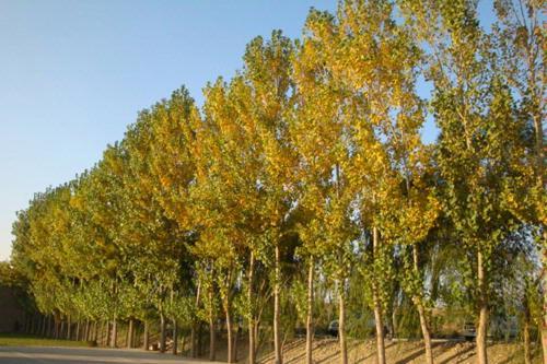 写出杨树的隐喻