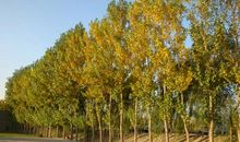 写白杨树的比喻句