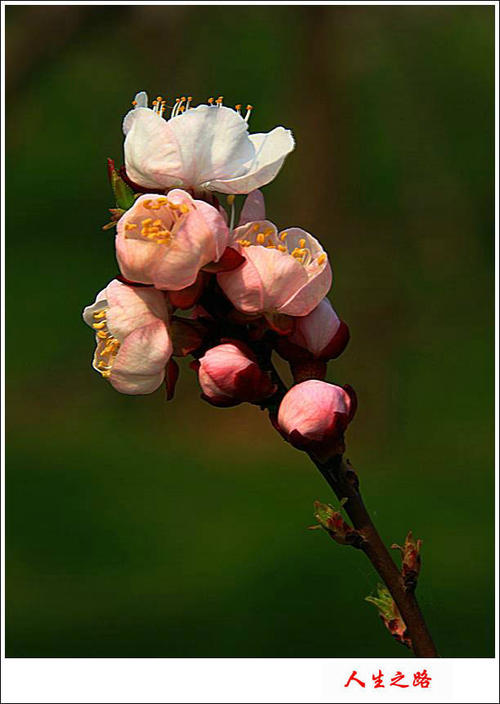 流中的拟人化句子