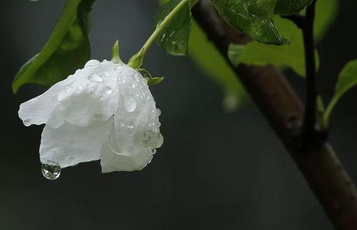 含羞草写作的隐喻