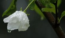 含羞草写比喻句