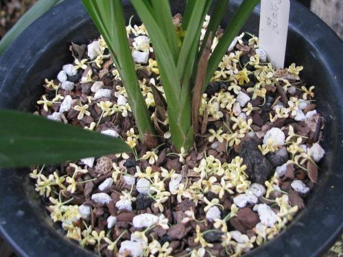 写桂花的比喻句子