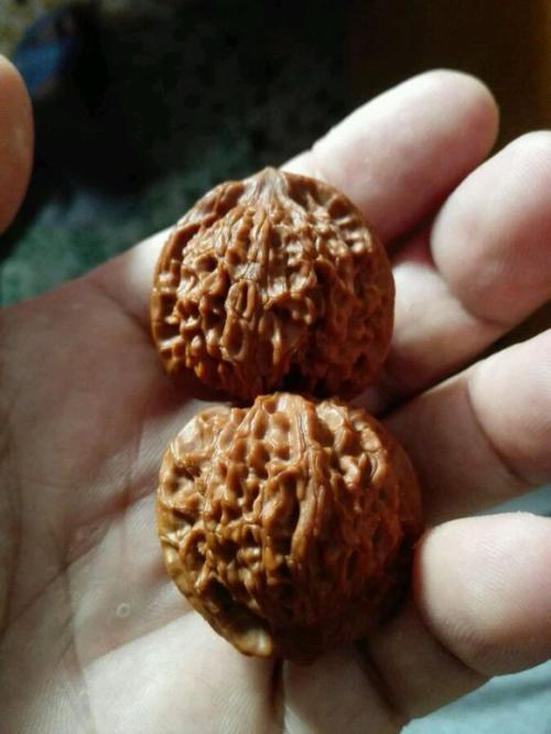 关于核桃的寓言