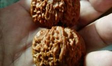 关于核桃的比喻句