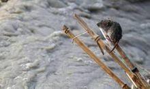 耗子啃皮球歇后语