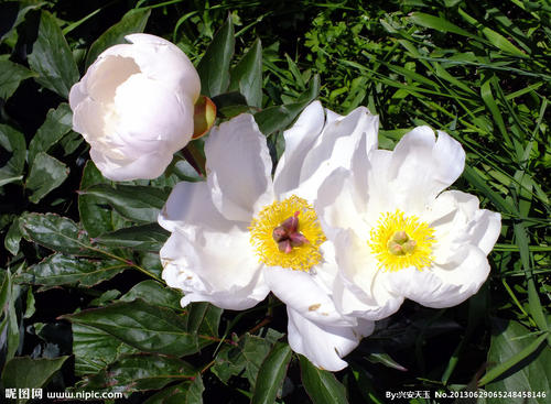 牡丹的拟人化句子