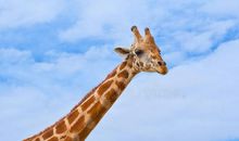 长颈鹿的比喻句