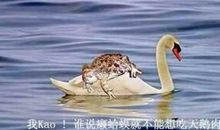 癞蛤蟆打哈欠歇后语