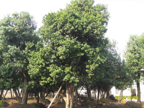 杨梅树的拟人化句子