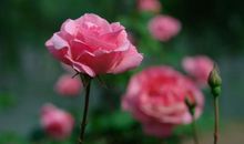 花儿像什么比喻句