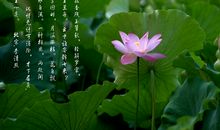 关于荷花的诗词