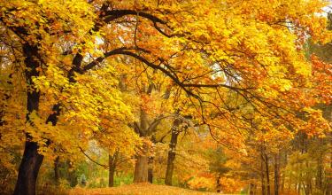 秋天的描述性句子