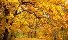 秋天的描写句子