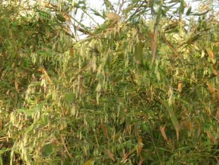 关于自然现象的谚语