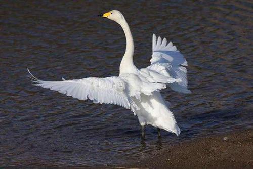 蟾蜍的骨干寓言谚语