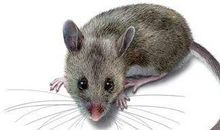 耗子戴眼镜歇后语