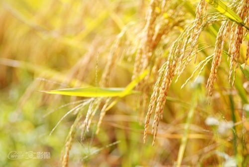 水稻成熟度的比喻