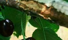 大樱桃宣传口号