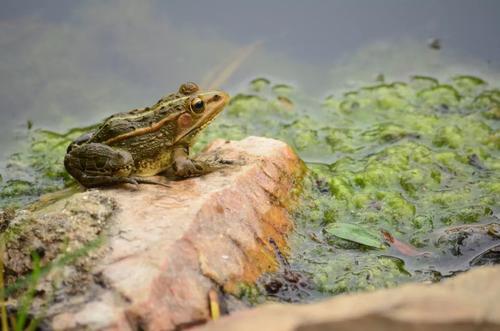 蟾蜍在水中