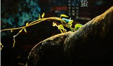 井里的蛤蟆歇后语