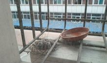 布谷鸟的比喻句