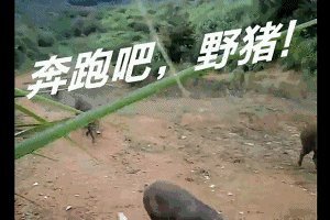 麒麟角蟾蜍寓言