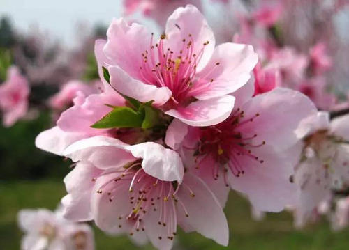 句子描述盛开的桃花