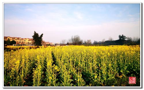 写一个比喻强奸花的句子