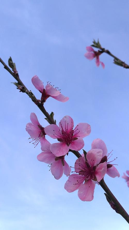 描述桃花的寓言